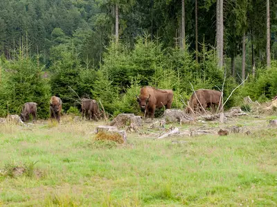 Wisent-Wildnis am Rothaarsteig, Wingeshausen