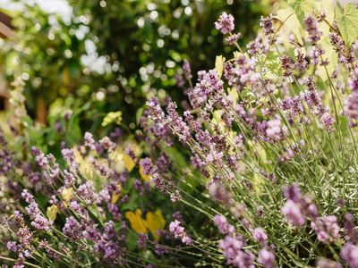 Garten Lavendel