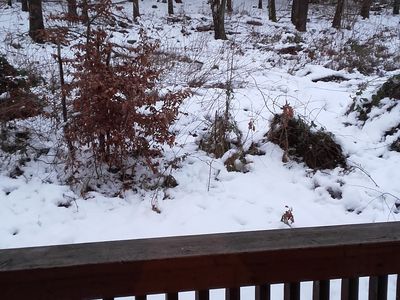 Balkon mit Blick in den Wald