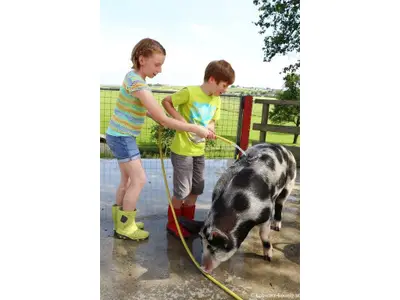 kerndlerhof_schwein_-schwarz-koenigat