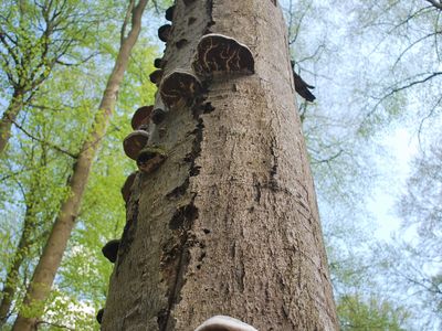 alte Buche im Steigerwald