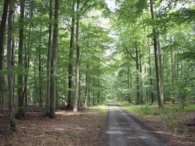 Waldweg