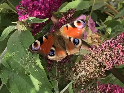 Schmetterlinge lieben meinen blumigen duftigen Garten