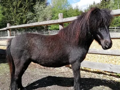 amerik.Miniaturpferd