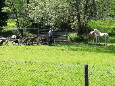 Pferde+Ziegen