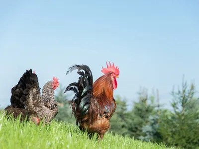 Unser natürlicher Wecker