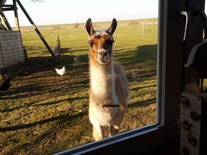 Appartement für 5 Personen in Hedwigenkoog