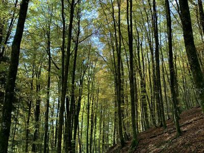 Ferien Appartement am Hotzenwald,