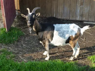 Unser Ziegenbock 11