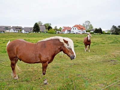 Appartement für 2 Personen (28 m²) in Neuendorf (Insel Hiddensee) 10/10