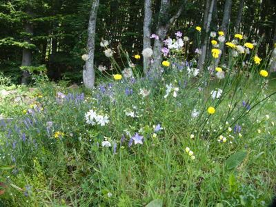 Wildblumen Garten