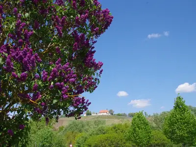 Fliederblüte in Nordheim am Main
