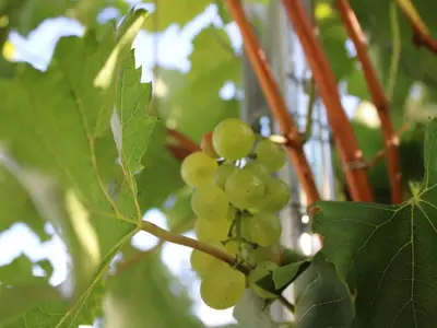 Trauben im Weingarten
