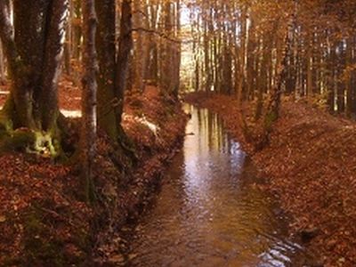 Wald herbst.jpg