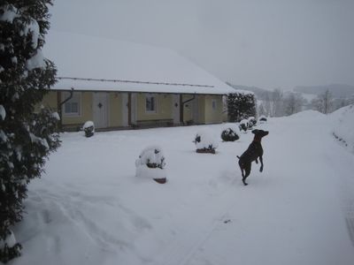 Unser Hund Bella im Schnee