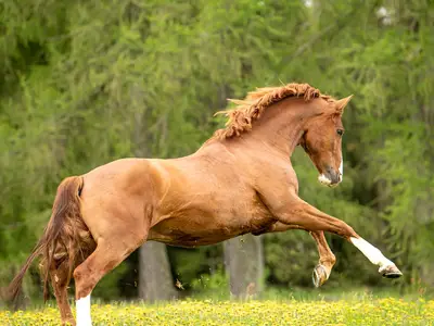 Pferde auf der Koppel