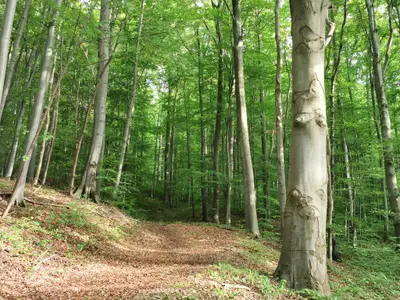 Appartement für 3 Personen in Sondheim vor der Rhön 5/10