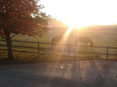 Herbststimmung auf der Pferdekoppel