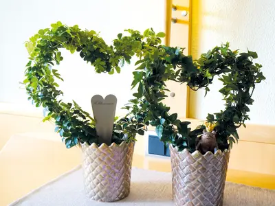 Appartement für 2 Personen (42 m²) in Bad Füssing 5/5