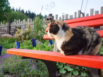 Katze
