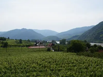 Weinberge in der Wachau mit Donau