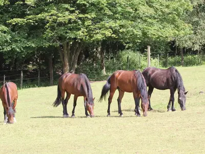 Appartement für 10 Personen in Sulzfeld 1/10