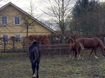 Appartement für 5 Personen (70 m²) in Staven 4/10