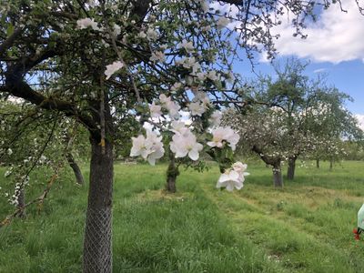 Obstbaumwiese im Frühling