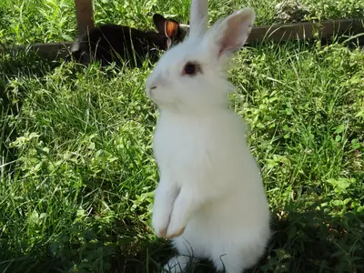 Neugieriges Häschen