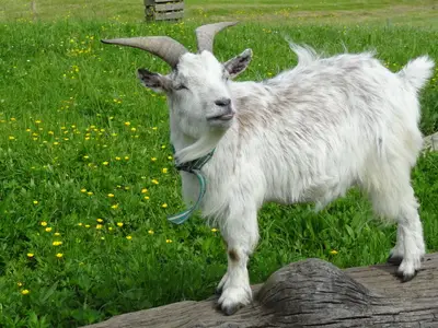 Ich bin der Größte Ätsch