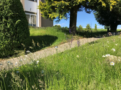 Aufgang Blumenwiese