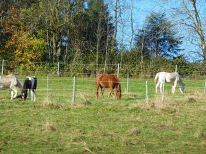 18032577-Appartement-2-Wald-Michelbach-300x225-4