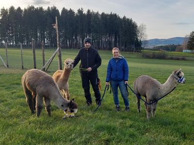 Wandern mit Alpakas