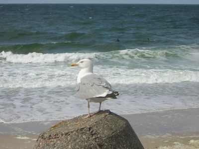 Appartement für 4 Personen (50 m²) in Westerland (Sylt) 9/10