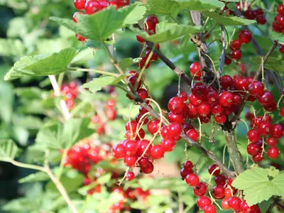 GardenSummer