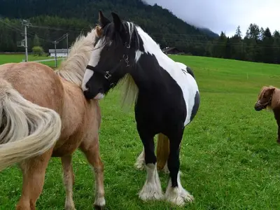Bauernhof für 4 Personen (27 m²) in Obsteig 9/10