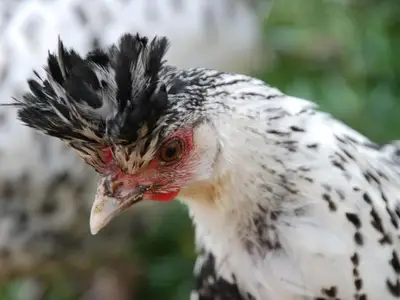 Bauernhof für 4 Personen in Vorderstoder 9/10