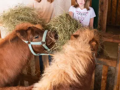 Bauernhof für 4 Personen (20 m²) in Vorderstoder 5/10