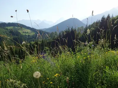 Bauernhof für 3 Personen (35 m²) in Vorderstoder 4/10