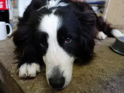 Bauernhof für 3 Personen (35 m²) in Vorderstoder 8/10