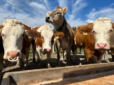 Kühe auf der Winklmoos-Alm