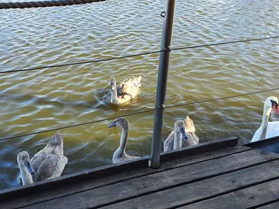 Boot für 4 Personen (75 m²) in Kröslin 10/10