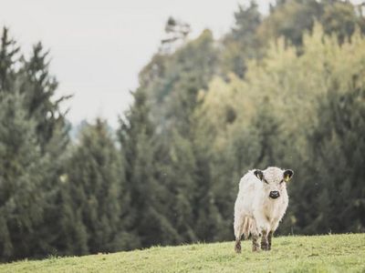 Landschaft und Tiere