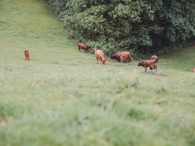 Landschaft undTiere