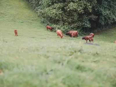 Landschaft undTiere