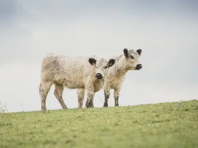 Landschaft undTiere