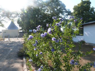 Bungalow für 5 Personen (40 m²) in Zinnowitz 4/10