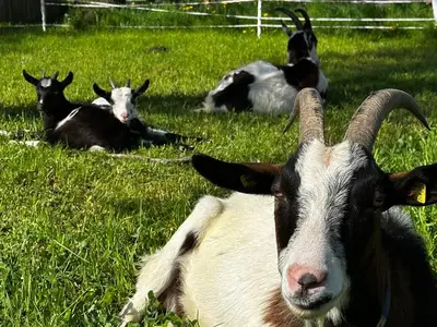 Doppelzimmer für 2 Personen (15 m²) in Assach 9/10