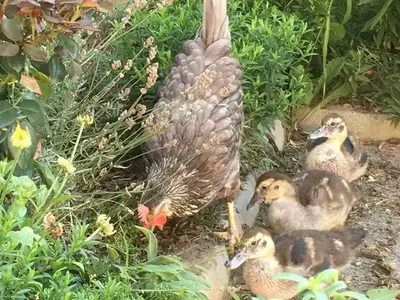Doppelzimmer für 2 Personen (16 m²) in Bad Radkersburg 9/10