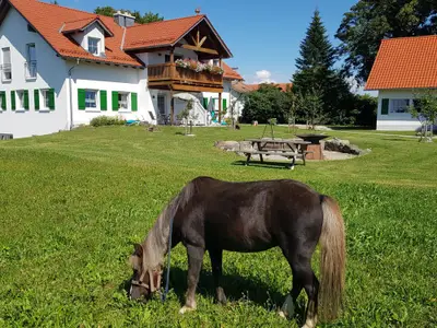 Neue Ferienhaus mit Pony Ebby